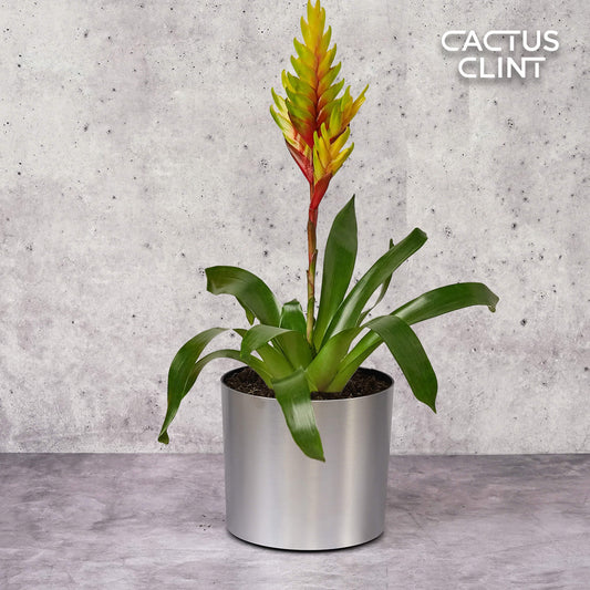 Bromeliad Vriesea 'Energy' | Cactus Clint