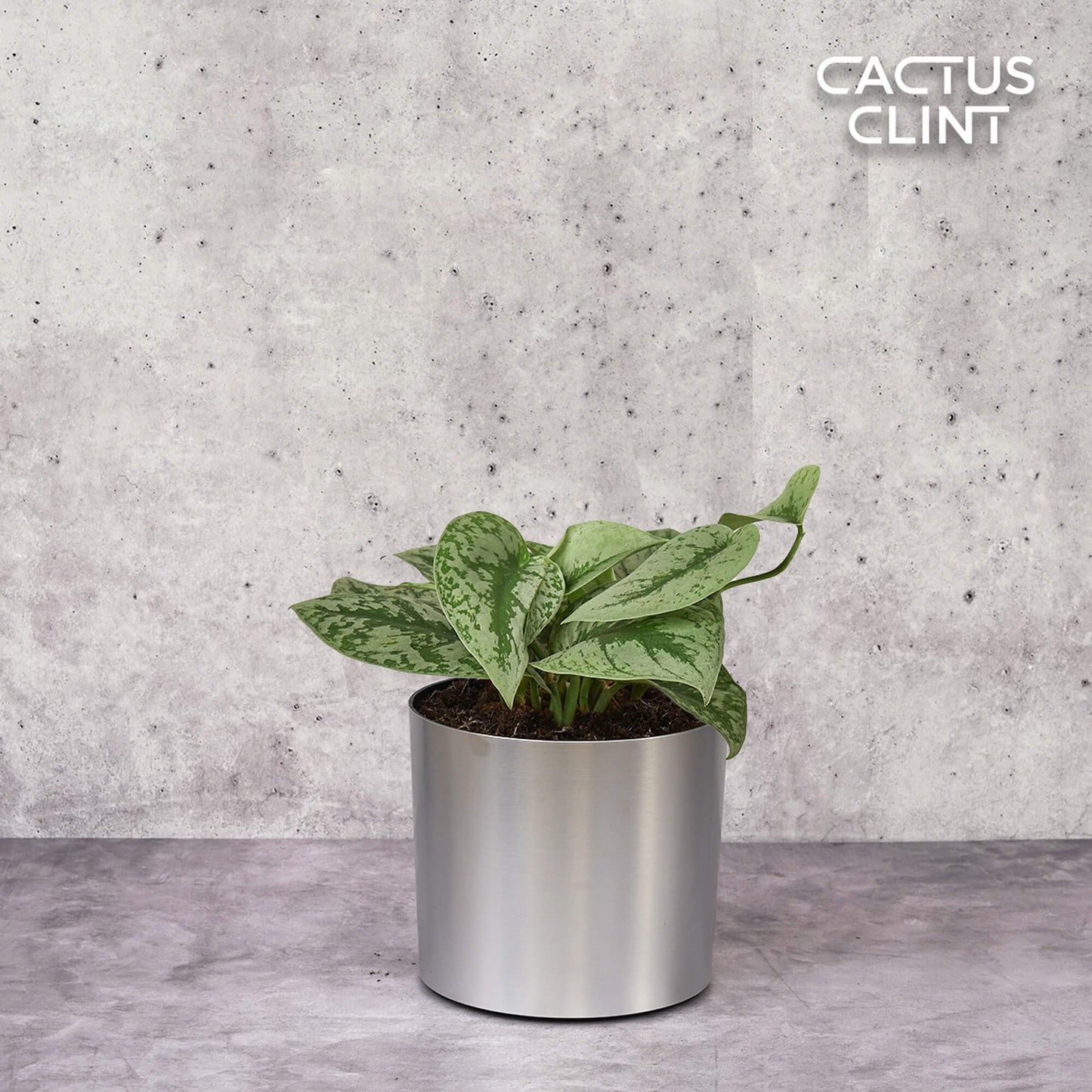 Scindapsus Pictus 'Exotica' | Cactus Clint