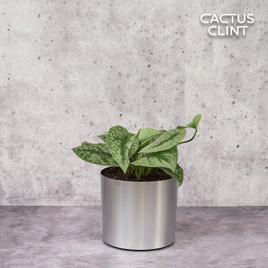 Scindapsus Pictus 'Exotica' | Cactus Clint