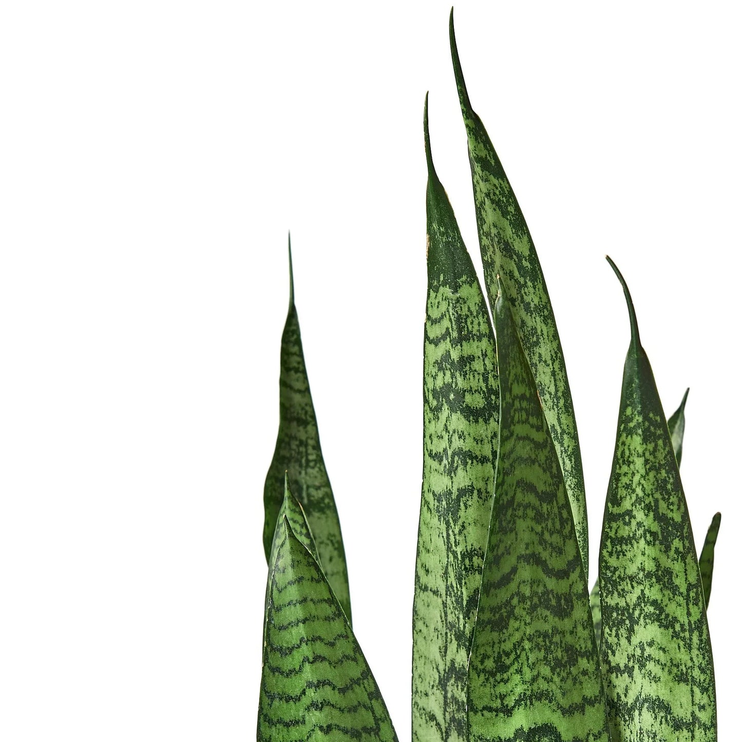 Snake Plant 'Zeylanica' | Cactus Clint