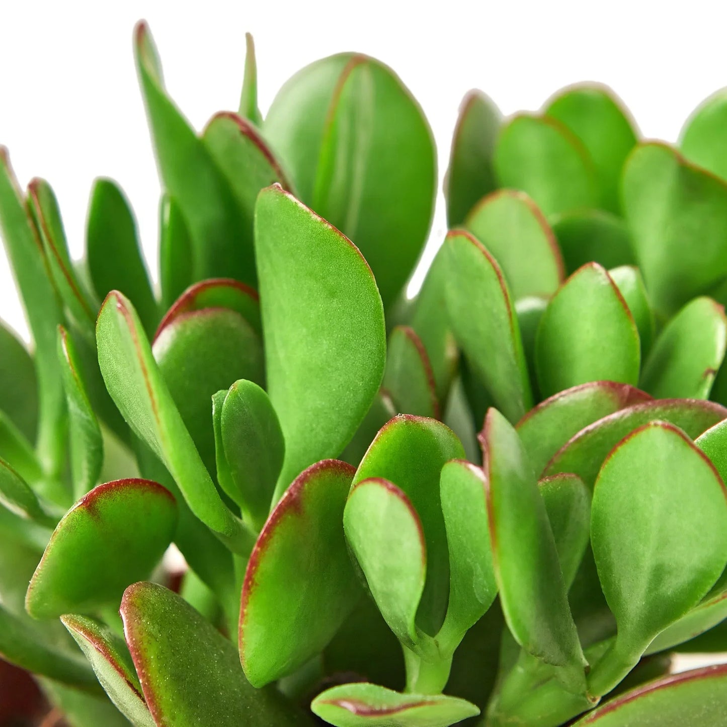 Succulent Crassula 'Jade' | Cactus Clint