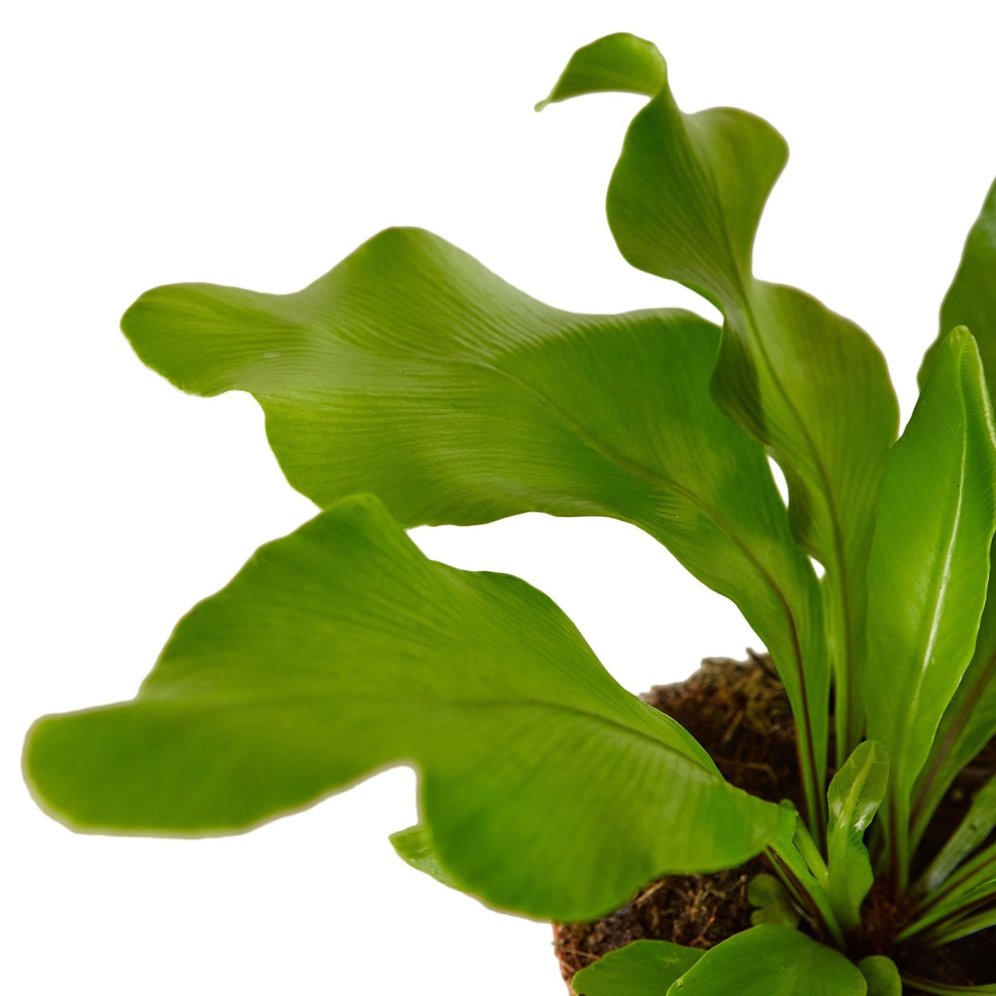 Bird's Nest 'Nidus' Fern | Cactus Clint