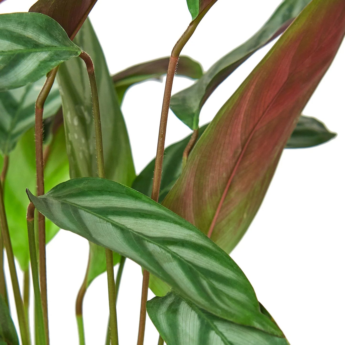 Calathea 'Grey Star' | Cactus Clint