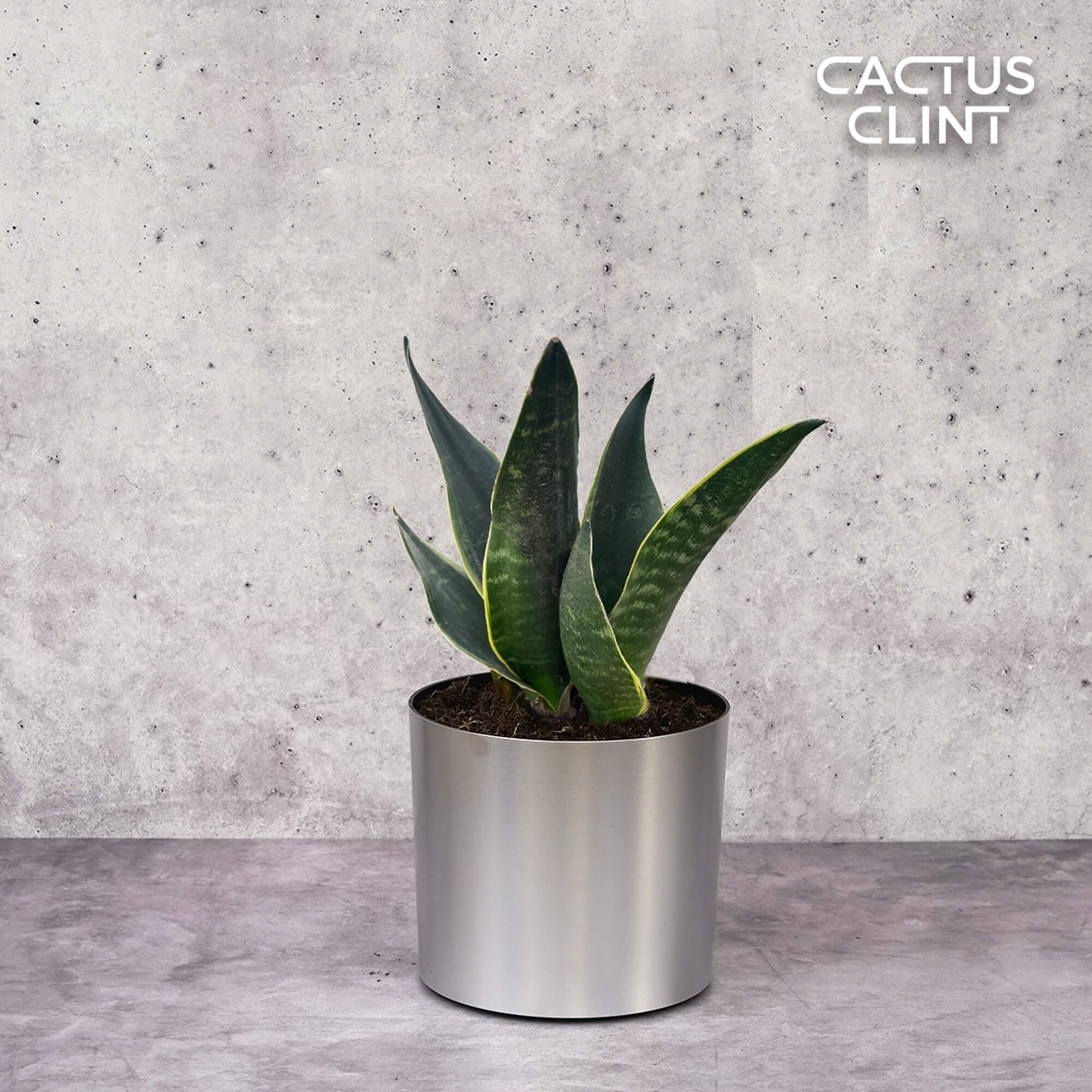 Snake 'Fabi' | Cactus Clint