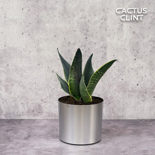 Snake 'Fabi' | Cactus Clint