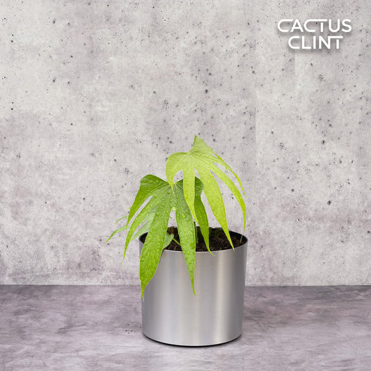 Anthurium Fingers | Cactus Clint