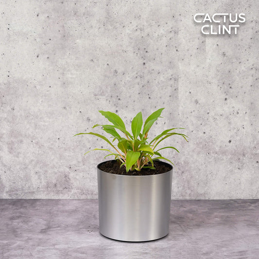 Spider Plant 'Fire Flash' | Cactus Clint
