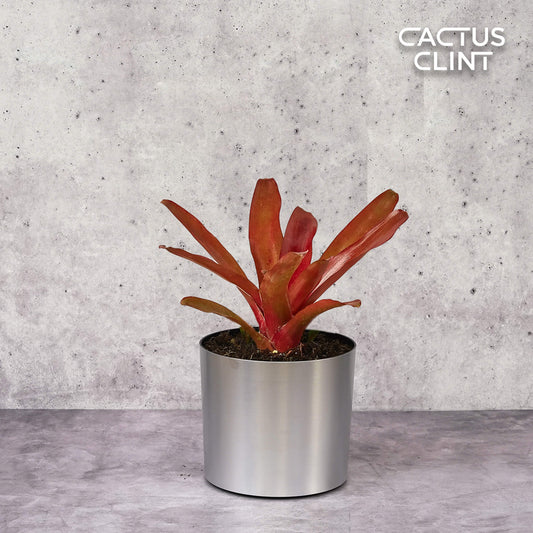 Bromeliad 'Fireball' | Cactus Clint