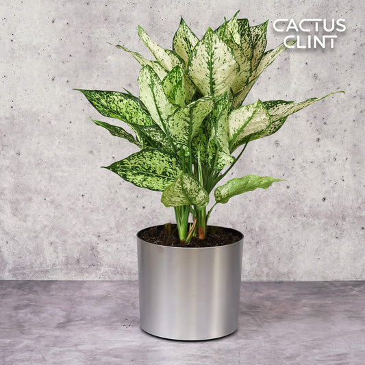 Chinese Evergreen 'First Diamond' | Cactus Clint