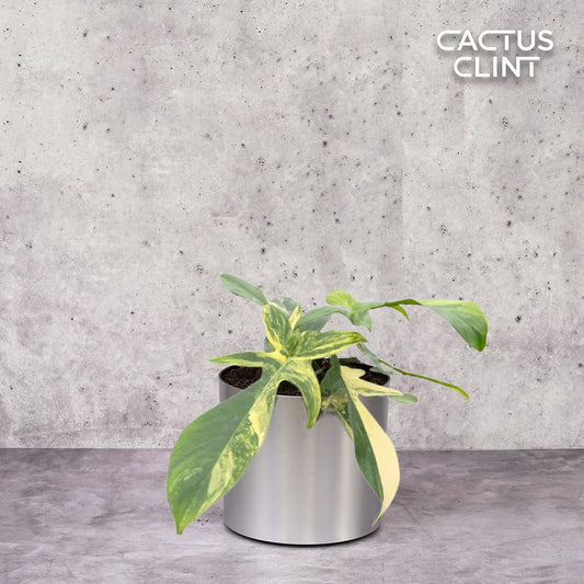 Philodendron Florida Beauty Variegated | Cactus Clint