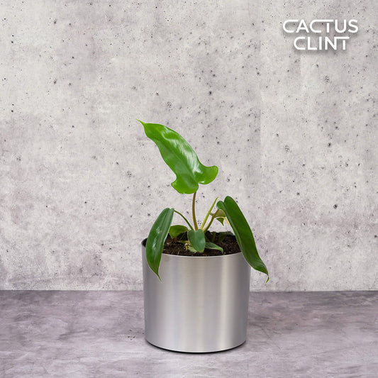 Philodendron 'Florida Green' | Cactus Clint
