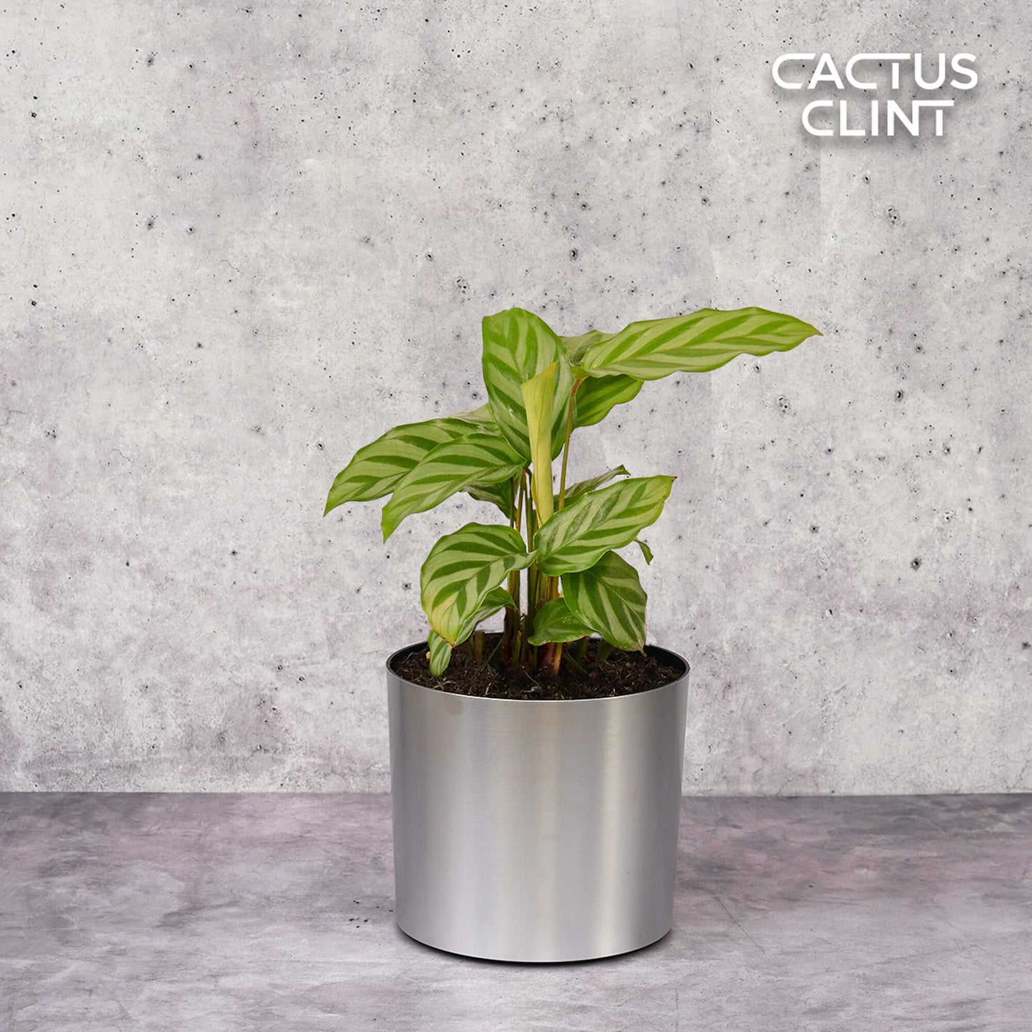 Calathea Concinna 'Freddie' | Cactus Clint