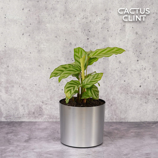 Calathea Concinna 'Freddie' | Cactus Clint