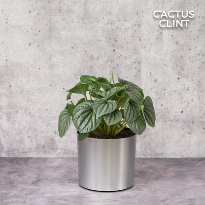 Peperomia 'Frost'
