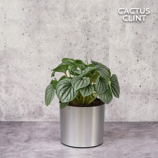Peperomia 'Frost' | Cactus Clint