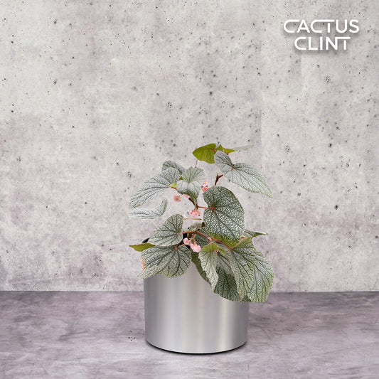 Begonia 'Frosty' | Cactus Clint