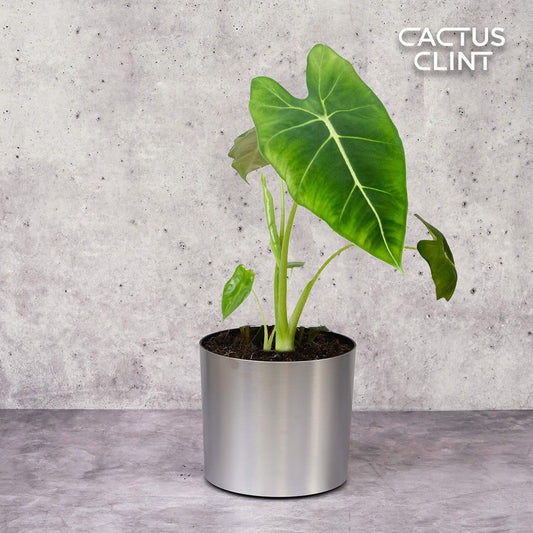 Alocasia Micholitziana 'Frydek' | Cactus Clint