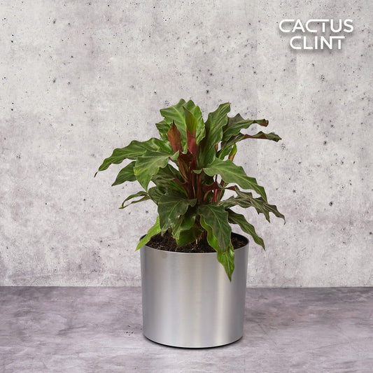 Calathea Rufibarba 'Furry Feather' | Cactus Clint