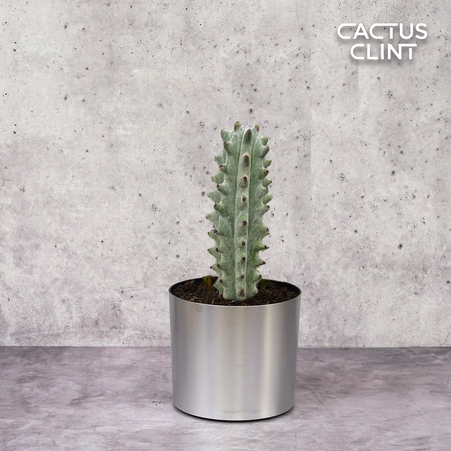 Succulent Cactus Ghost White Boobie | Cactus Clint
