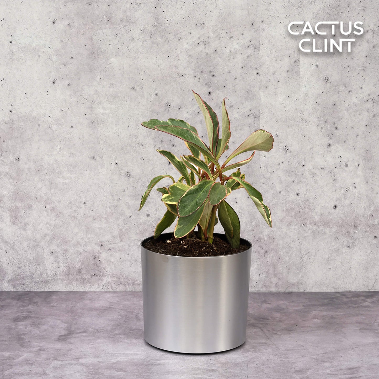 Peperomia 'Ginny' | Cactus Clint