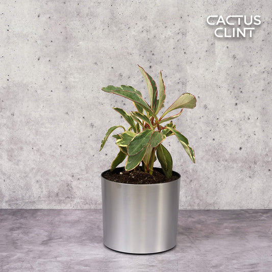 Peperomia 'Ginny' | Cactus Clint