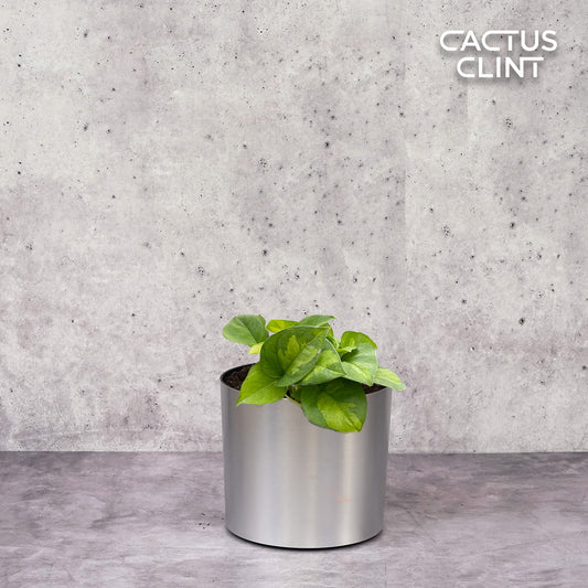 Pothos 'Global Green' | Cactus Clint