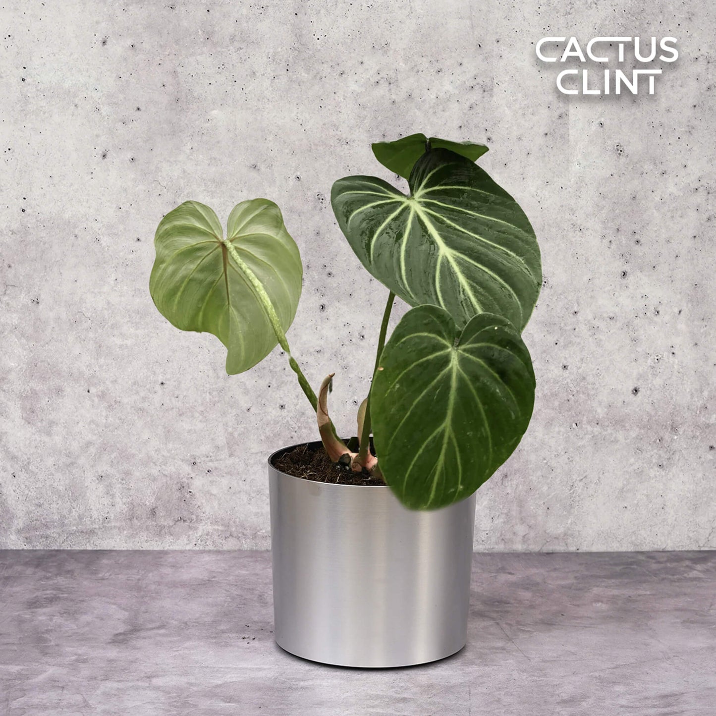 Philodendron Gloriosum | Cactus Clint