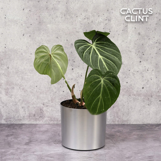 Philodendron Gloriosum | Cactus Clint