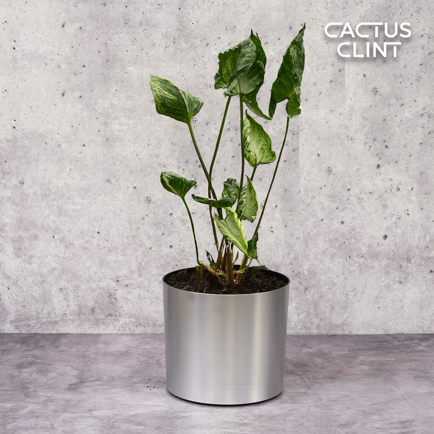 Syngonium 'Godzilla' | Cactus Clint