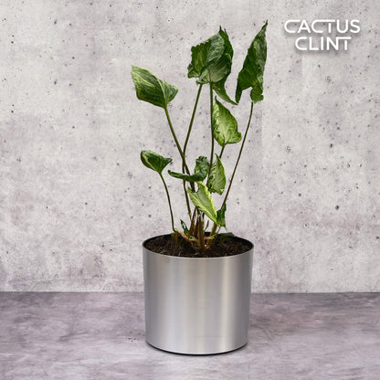 Syngonium 'Godzilla'