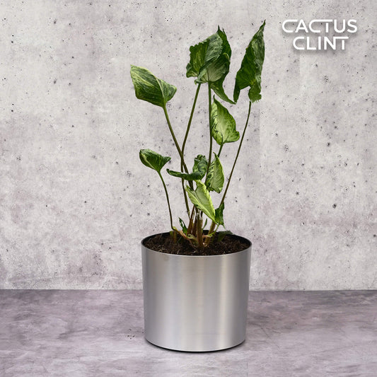 Syngonium 'Godzilla' | Cactus Clint