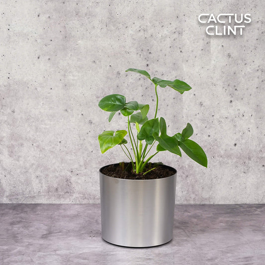 Philodendron 'Goeldii' | Cactus Clint