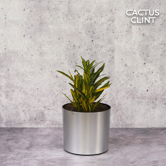 Croton 'Gold Dust' | Cactus Clint