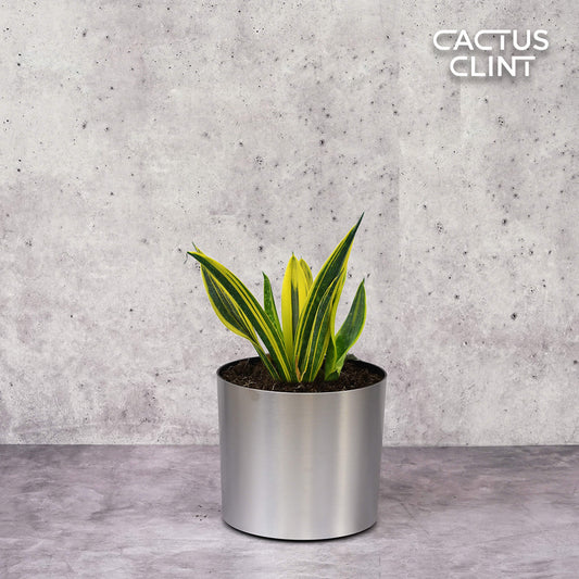 Snake 'Gold Flame' | Cactus Clint
