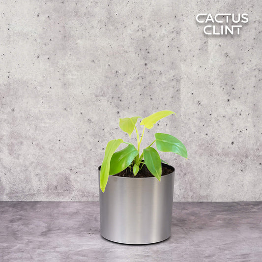 Philodendron 'Gold Violin' | Cactus Clint