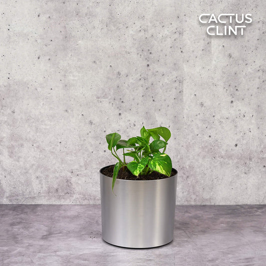 Pothos 'Golden' | Cactus Clint