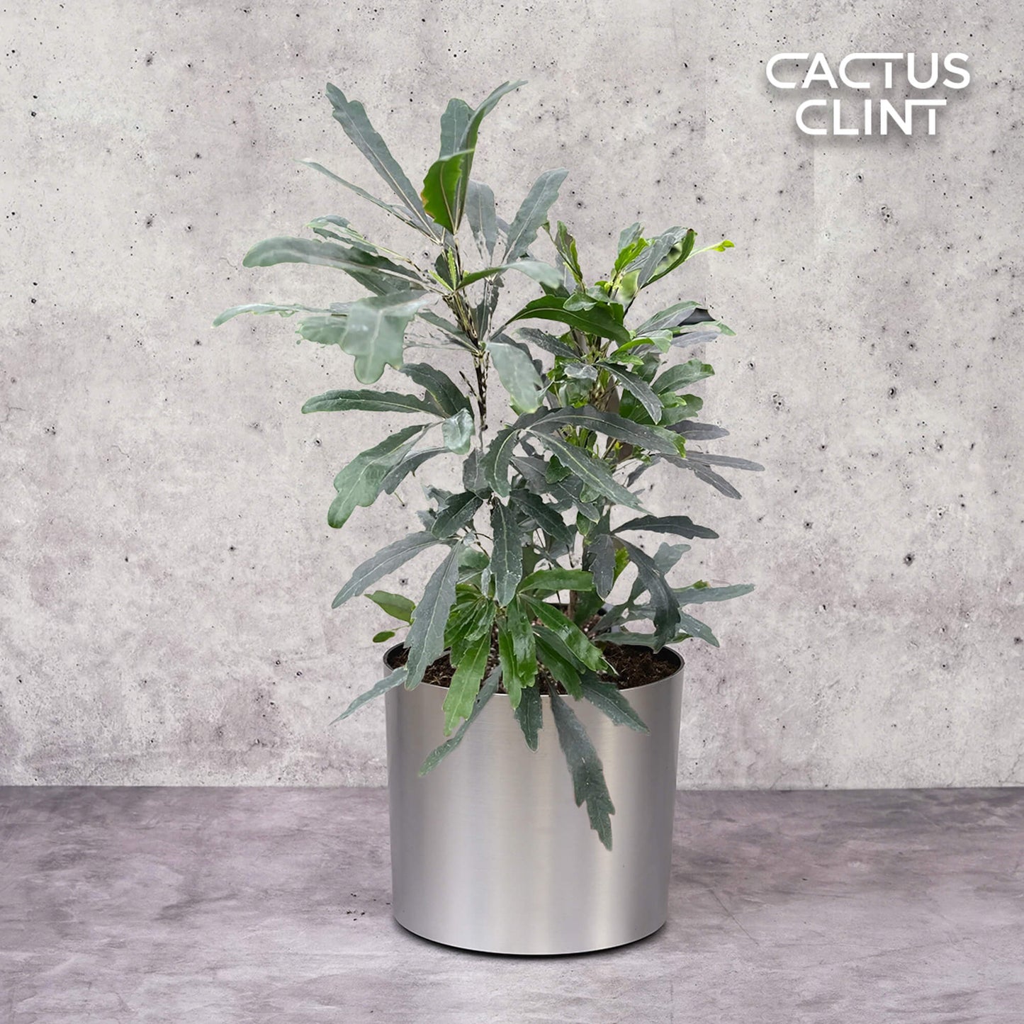 Aralia 'Green' | Cactus Clint