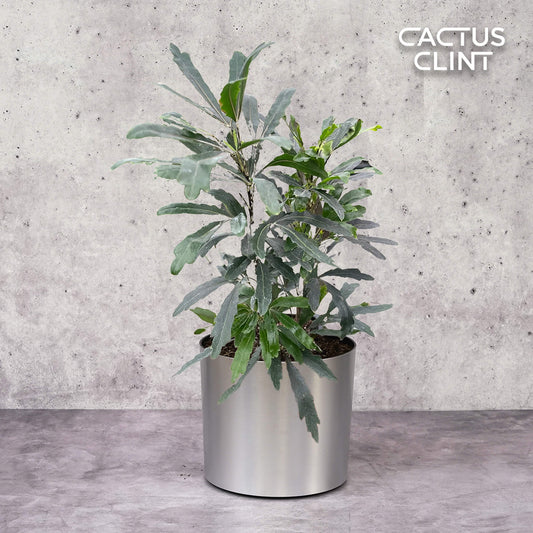 Aralia 'Green' | Cactus Clint