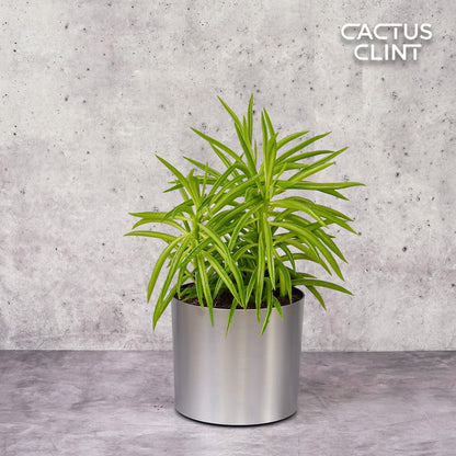 Peperomia 'Green Bean'