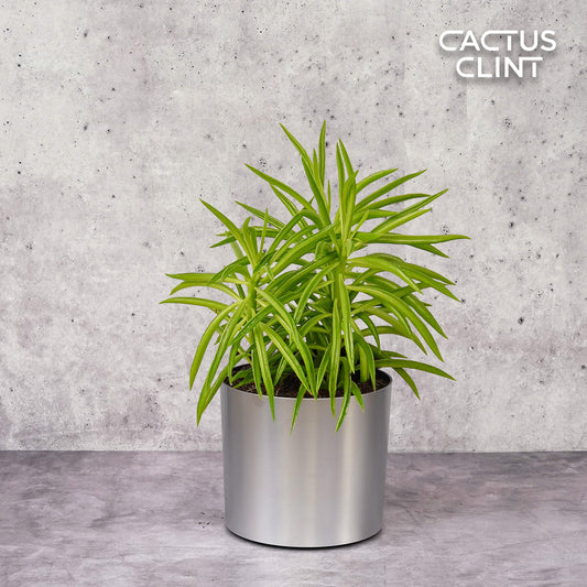 Peperomia 'Green Bean' | Cactus Clint
