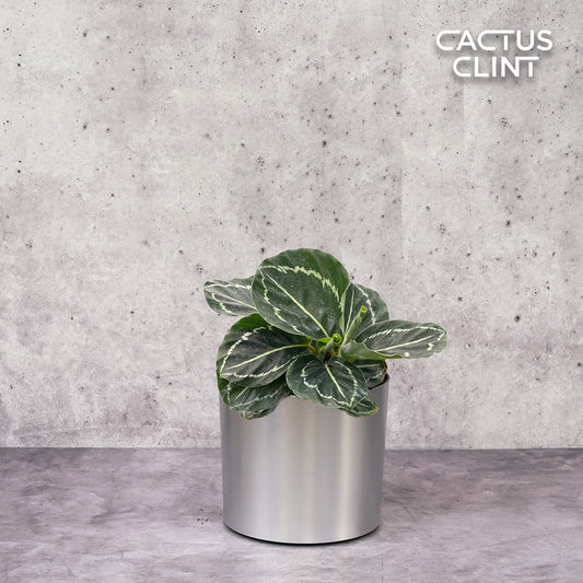 Calathea 'Green Goddess' | Cactus Clint