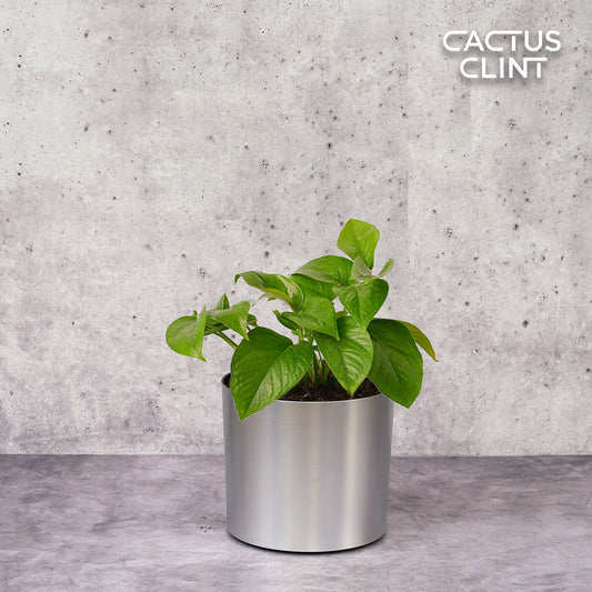 Pothos 'Green Queen' | Cactus Clint