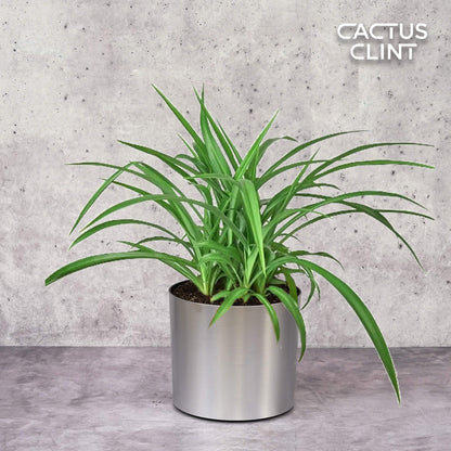 Spider Plant 'Green'