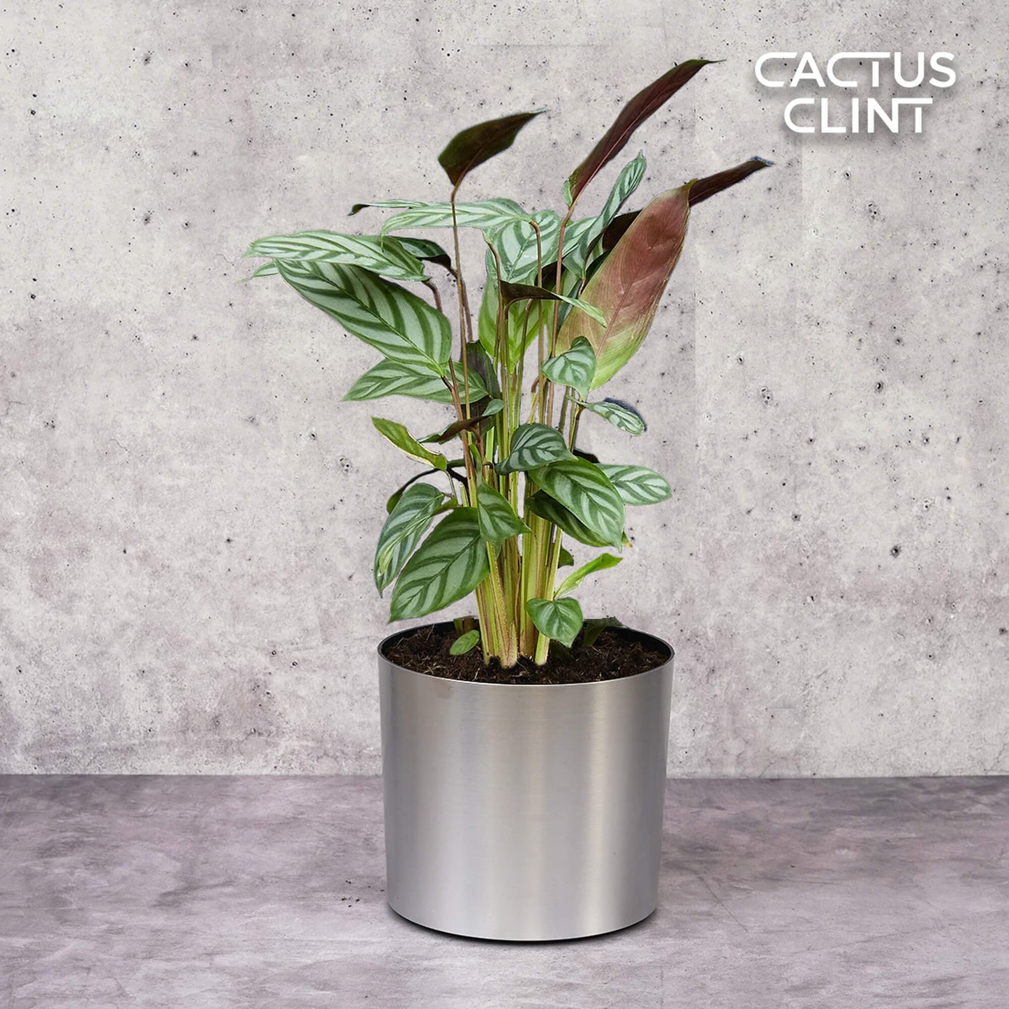 Calathea 'Grey Star' | Cactus Clint