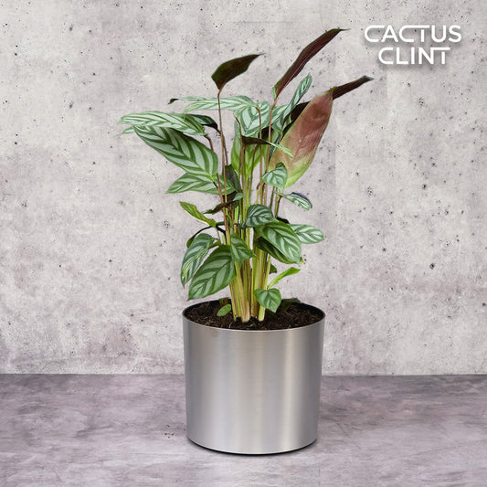 Calathea 'Grey Star' | Cactus Clint