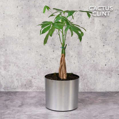 Money Tree 'Guiana Chestnut' Pachira Braid