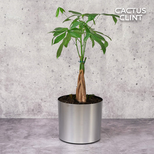 Money Tree 'Guiana Chestnut' Pachira Braid | Cactus Clint