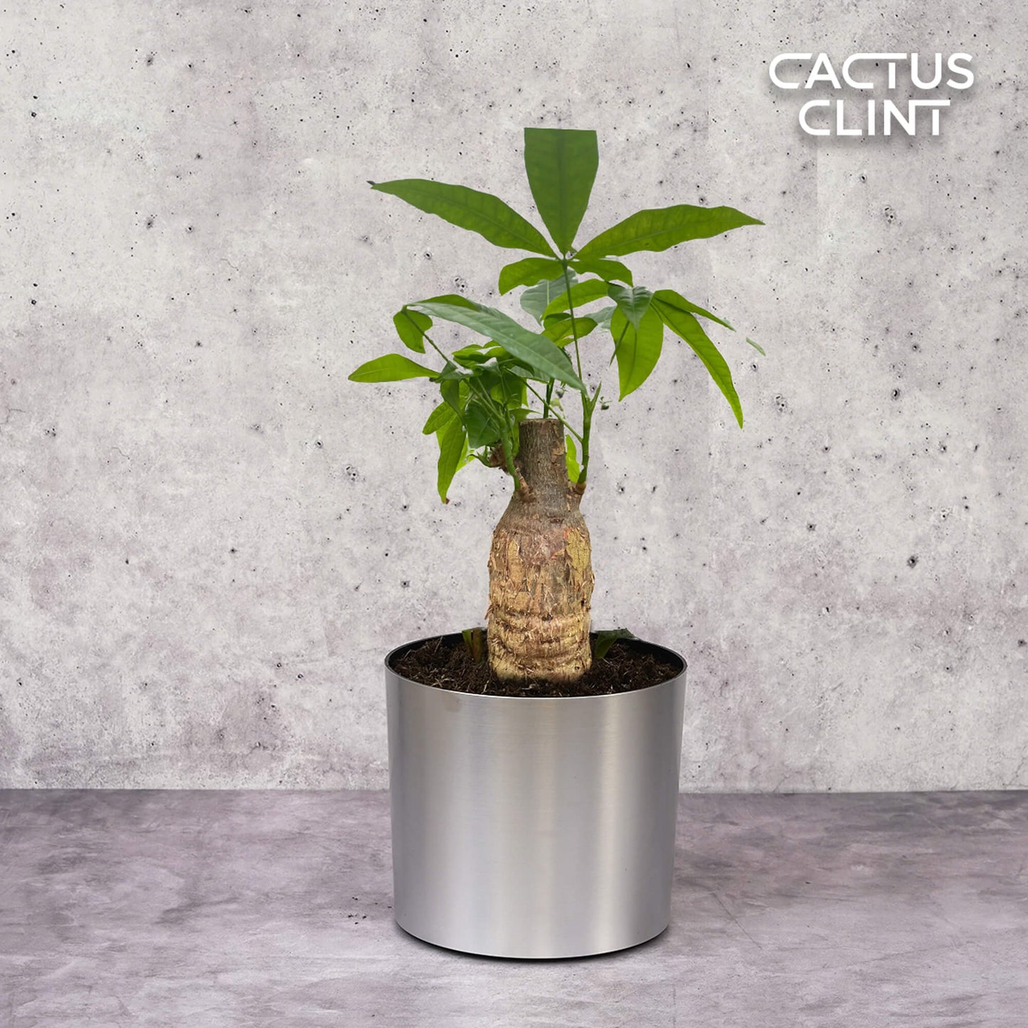 Money Tree 'Guiana Chestnut' Pachira Stump | Cactus Clint