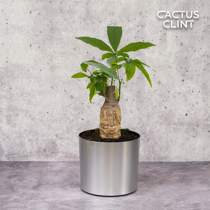 Money Tree 'Guiana Chestnut' Pachira Stump
