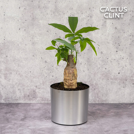 Money Tree 'Guiana Chestnut' Pachira Stump | Cactus Clint